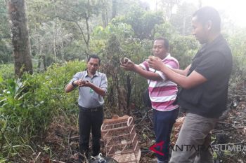 15 ekor burung dilindungi dilepasliarkan ke hutan cagar alam Maninjau