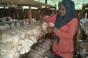 Kaum wanita telah menjadi pelopor pertanian di Padang Pariaman