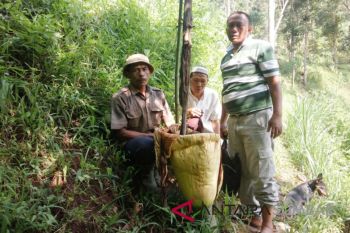 Bunga bangkai langka tumbuh di Agam, sayang dirusak warga
