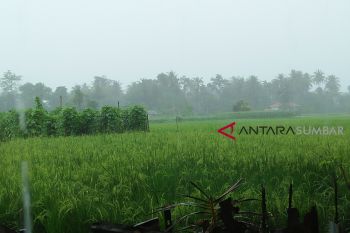 Hujan lebat dan angin kencang ganggu petani panen