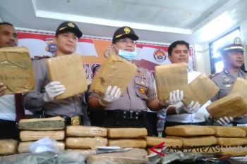 Dua pekan operasi, Polres Bukittinggi amankan 35 kilogram ganja
