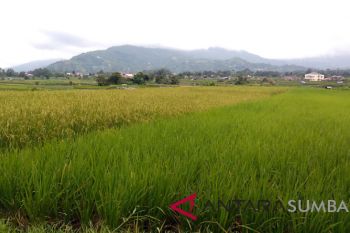 Produksi beras Padang Panjang surplus