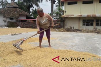 Harga gabah di Magelang "terjun bebas"
