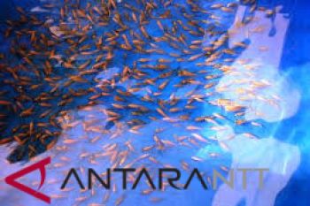 Pemkot Kupang bantu mesin produksi pakan ikan