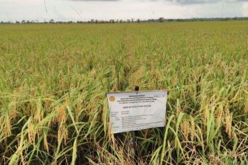 Produksi padi Sumbar diperkirakan surplus