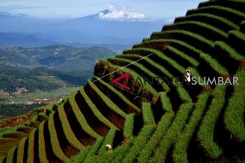AGROWISATA TERASERING MAJALENGKA