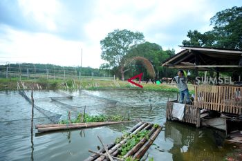 Begini kolam ikan di atas lahan Gambut