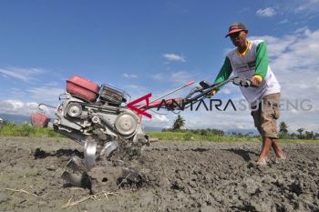 Petani Sigi gembira karena sudah ada hujan