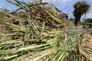 Petani Jual gabah Basah