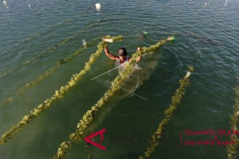 DKP Sulsel dorong tingkatkan kualitas rumput laut
