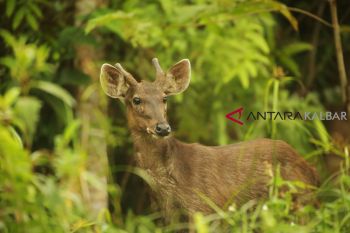 Rusa Sambar sudah jarang terlihat