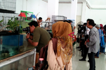 Wow.. ratusan ular dan iguana nampang di kontes ini