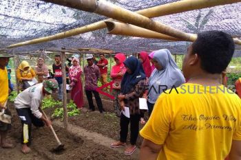 Petani Tojo Unauna dilatih tanam sayur organik