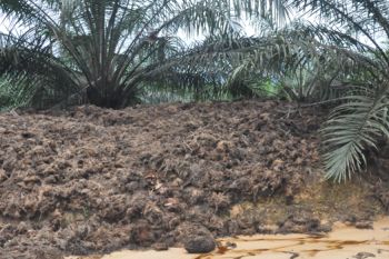 Kemenperin kembangkan tandan kosong sawit untuk industri kertas nasional