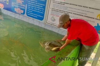 Tourists Can Enjoy S Pesisir Tourism Object by Spending Less Than Rp10,000