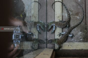 Populasi Komodo KBS Bertambah