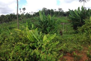 Di Barito Utara kawasan agroforestri dibuka 400 hektare