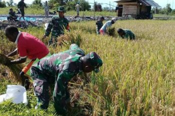 Babinsa Kodim Mimika dampingi petani secara berkelanjutan