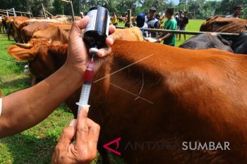 Peternak di Pesisir Selatan diimbau tidak mudah percaya wabah Jembrana