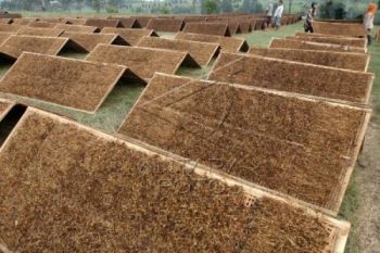 Pabrikan belum pastikan kuota pembelian tembakau Temanggung