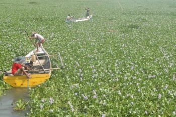 "Ilung" membuat masyarakat di kawasan Danau Sembuluh cemas