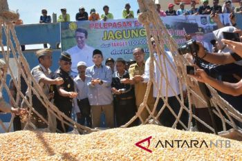 NTB Menargetkan Ekspor 30.000 Ton Jagung ke Filipina