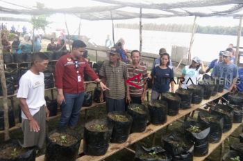 Asa Gunandi, ingin sukses berkebun lombok dan terong