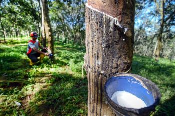 Harga karet anjlok, Wagub: tiap hari mobil bertambah