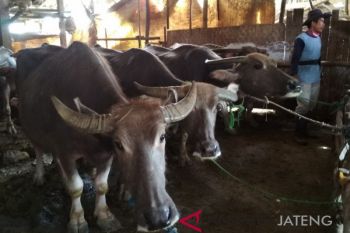 Kudus peroleh asuransi untuk 200 hewan ternak