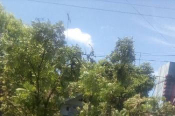Dua remaja tewas tertimpa pohon tumbang
