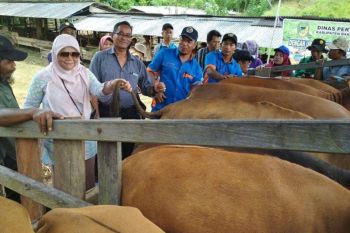 BPTP dampingi peternak sapi agar sukses inseminasi buatan