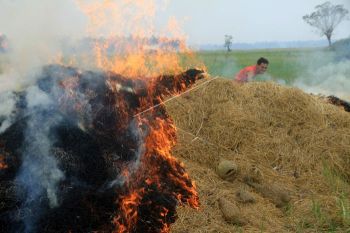 Bakar jerami pascapenen