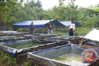 Pertamina Dumai sosialisasi Kampung Minapolitan
