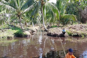 Petani Kotim keluhkan harga kelapa anjlok