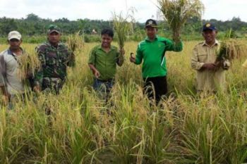 Kelompok Tani Danau Topang Berhasil Panen Padi 40 Ton