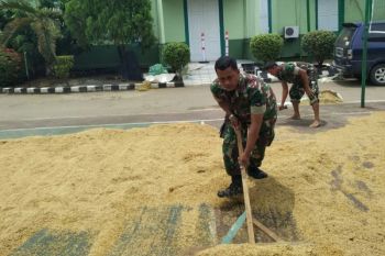 Kodim Demak upayakan penyerapan gabah untuk Bulog