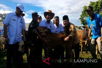 Mentan: Indonesia mampu produksi ternak sapi