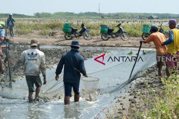 Permudah akses bantuan pemerintah, Petani tambak diimbau bentuk Poktan