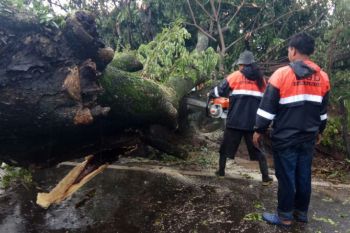 Angin kencang, delapan pohon tumbang di Kudus