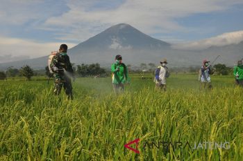 Petani Temanggung kendalikan penyakit hawar daun bakteri