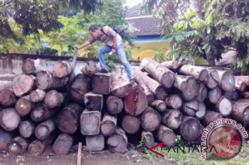 Sonokeling di NTB jadi incaran penebang ilegal