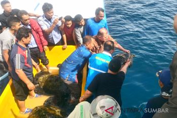 Penyu yang terperangkap di PLTU Teluk Sirih dilepaskan (video)