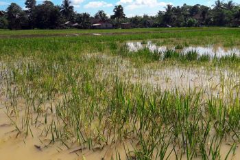 Puluhan hektare padi di Cilacap terendam banjir
