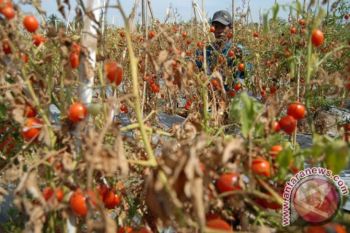 Tak Ada Harganya, Tomat  Dibiarkan Membusuk di Pohon