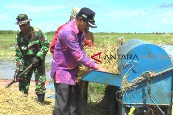 Dinas Pertanian inventarisasi tanaman lokal Kotim jadi varietas unggul nasional