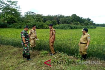 Banjir akibatkan 15 hektare sawah di Waykanan puso
