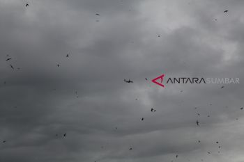 Harga sarang burung walet di Barito Utara bertahan