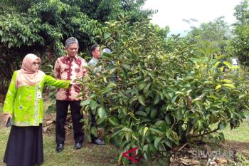 Sumbar bantu Solok Selatan 3.300 bibit manggis