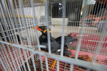 BBKP Surabaya Amankan Ratusan Burung tanpa Dokumen