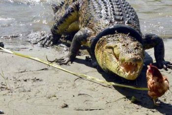 Buaya di Teluk Palu ganggu ruang publik